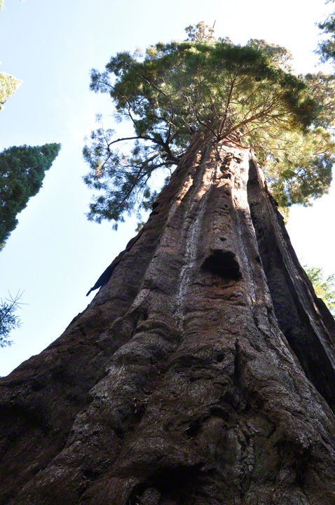 Boole Tree, King's Canyon National Park