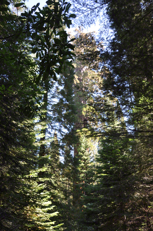 Emergence of the Boole Tree, King's Canyon National Park