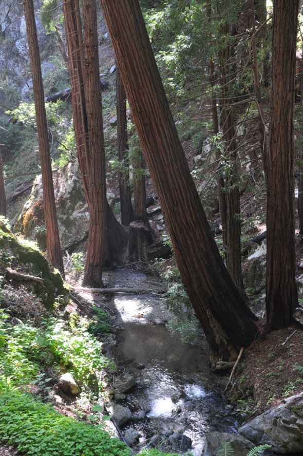 Redwoods on Forest Floor