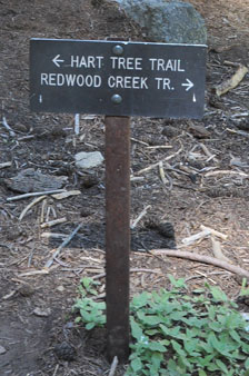  Redwood Canyon Grove, Kings Canyon National Park, 2012 july21  kathryn arnold