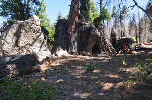  Redwood Canyon Grove, boulders, Kings Canyon National Park, 2012 july21  kathryn arnold
