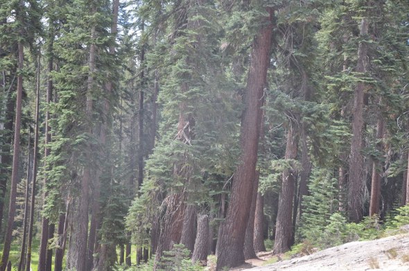 Forest on way to Weaver's Lake, King's Canyon National Park, California. Kathryn Arnold. July 5, 2012.