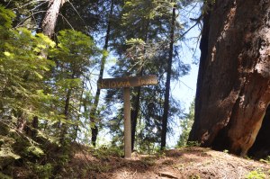 Nelder Grove sequoia sign, Sequoia National Forest, June 23 2012,  Kathryn Arnold