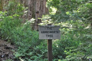 Nelder Grove sequoia sign, Sequoia National Forest, June 23 2012,  Kathryn Arnold