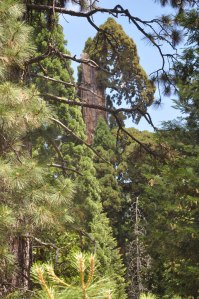Nelder Grove sequoia, Sequoia National Forest, June 23 2012,  Kathryn Arnold