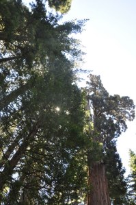 Nelder Grove sequoia, Sequoia National Forest, June 23 2012,  Kathryn Arnold
