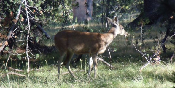 On return around 8 PM, walked between a herd of deer, glen aulin trail, photo by kathryn arnold